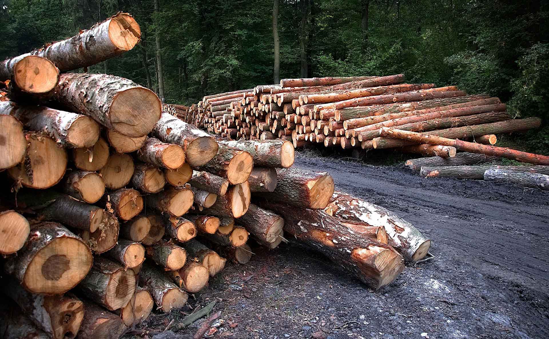 Tas de bois